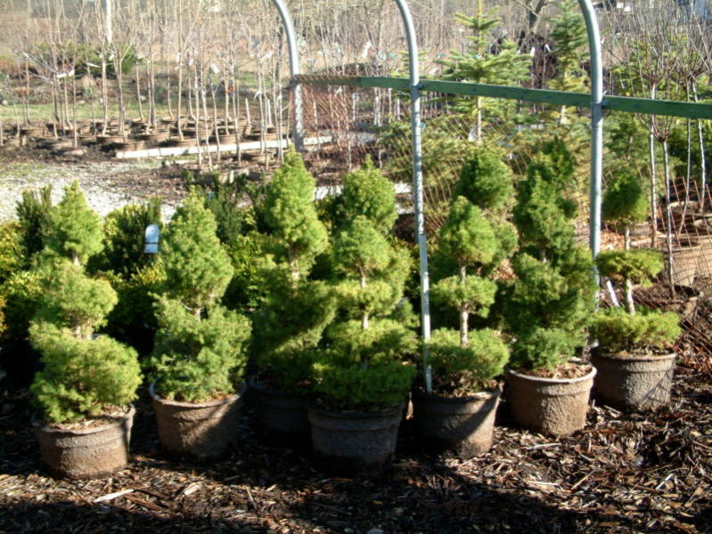 alberta-spruce-topiary