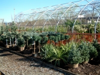 Globe blue spruce std