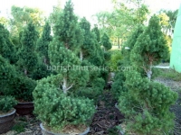 alberta-spruce-spiral