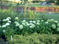 Annabelle-hydrangea