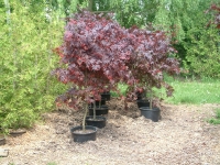 bloodgood-japanese-maple-2-gallon