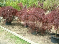 crimson-queen-10-gallon