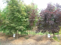 deborah-and-crimson-king-maple