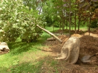 deborah-maple-removed