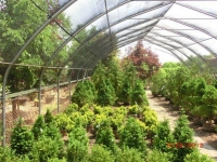 evergreens-under-shade-cloth