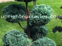 Boulevard false cypress pompom