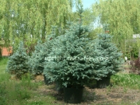 fat-albert-blue-spruce-20-gallon