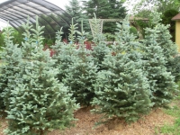 fat-albert-blue-spruce-b-b