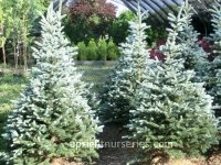 fat-albert-blue-spruce