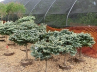 globe-blue-spruce