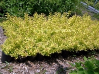 gold-mound-spirea