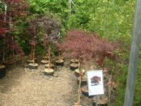 japanese-maple-2-gallon_0