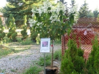 pink-diamond-hydrangea-standard