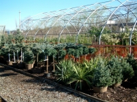 plants-in-nursery