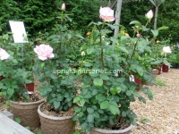 rose-hybrid-tea