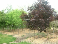 royal-red-maple