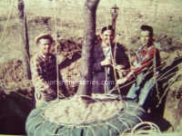 stringball tree removal