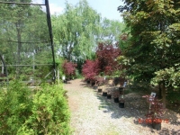 trees-at-back_0