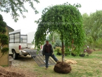 weeping-mulberry-fruitless