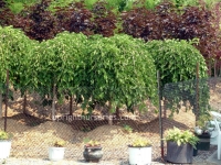 weeping-mulberry-specimen