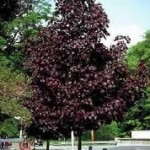 royal red maple